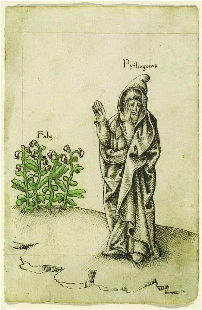 old picture of Pythagora waving his hands away from the fava bean plants
