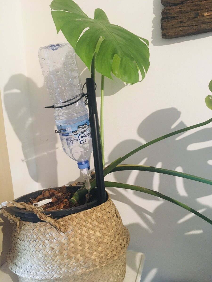 Irrigation system for plants